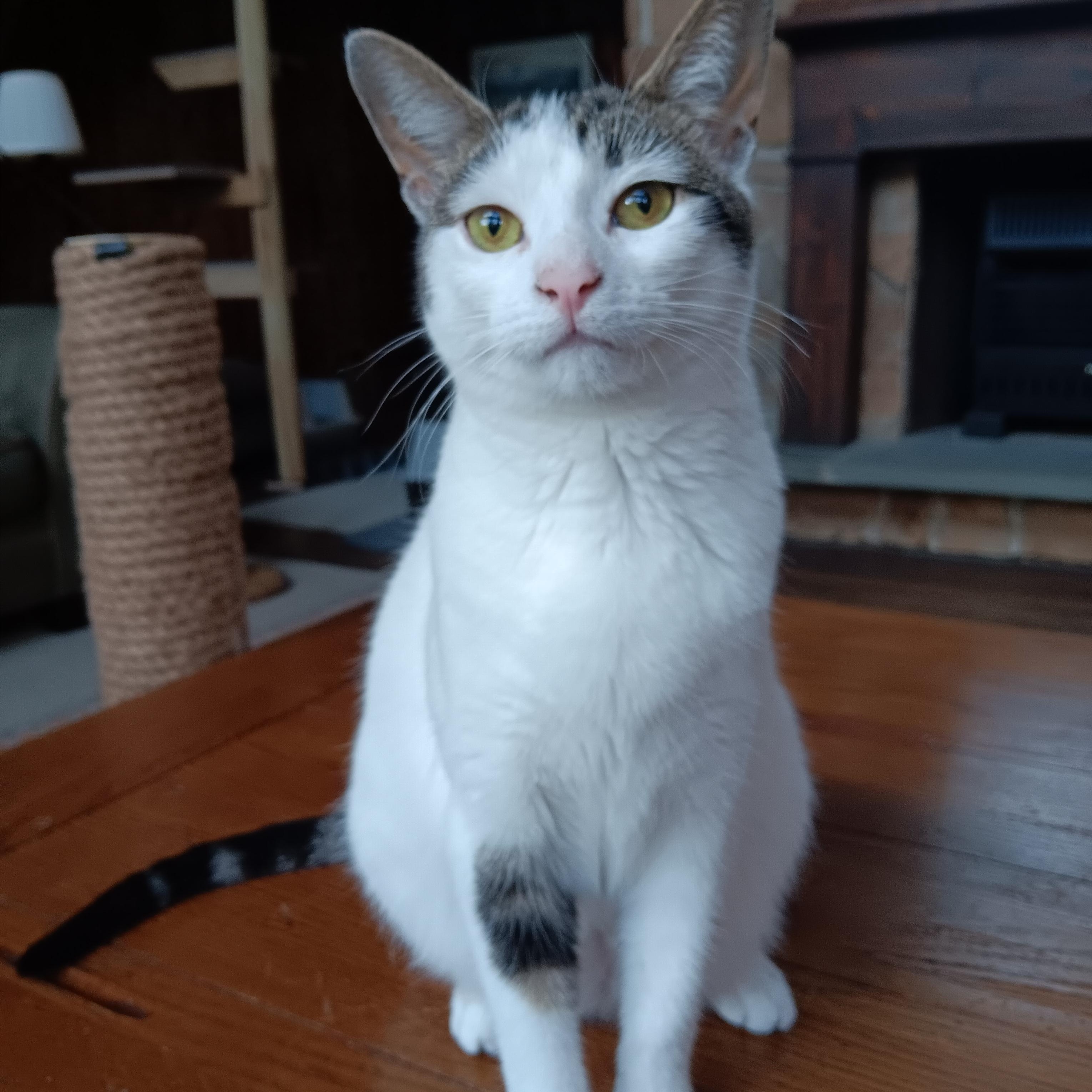 Enlarge Kirby, a Adoptable mixed breed in Woodbury, NJ image 2/6