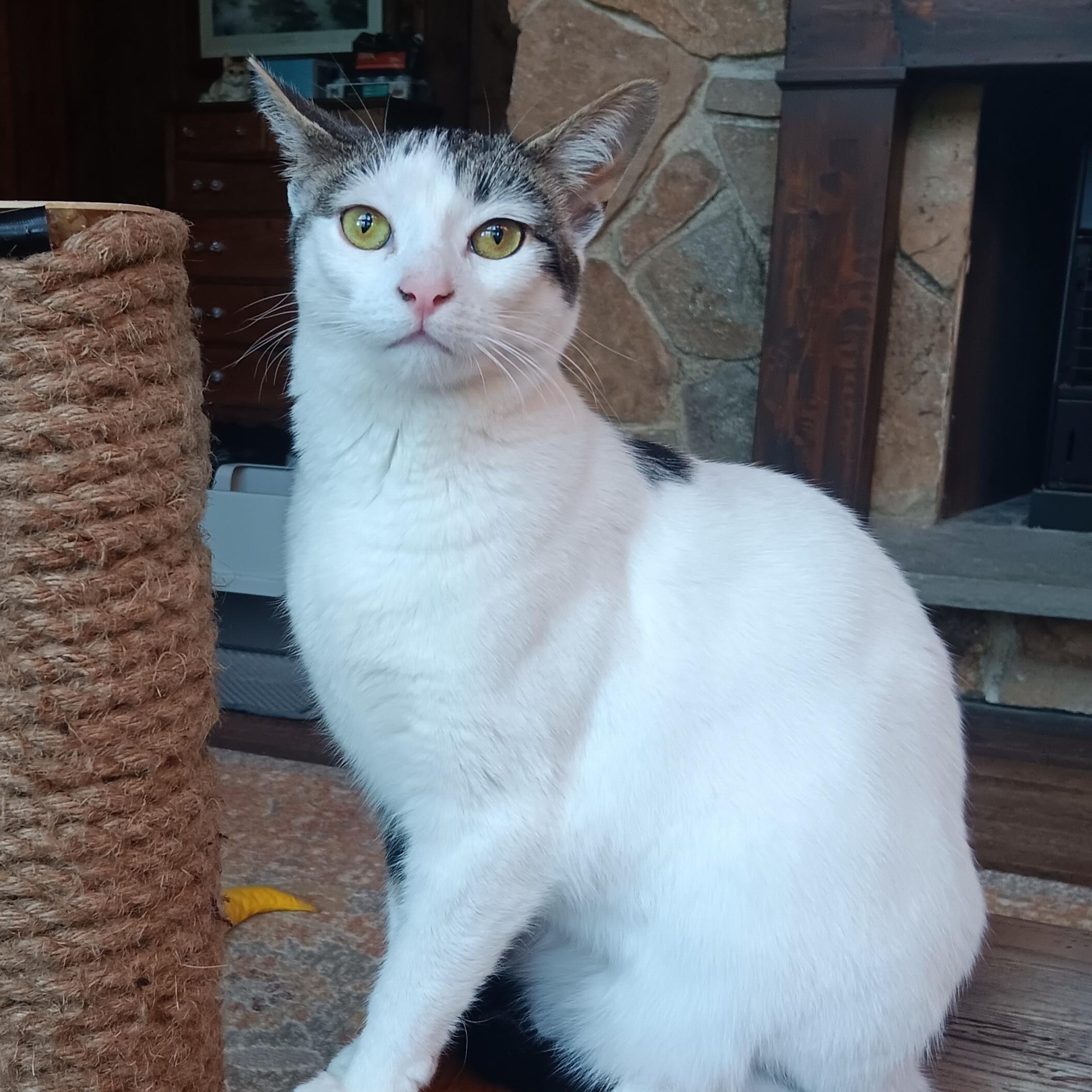 Enlarge Kirby, a Adoptable mixed breed in Woodbury, NJ image 5/6