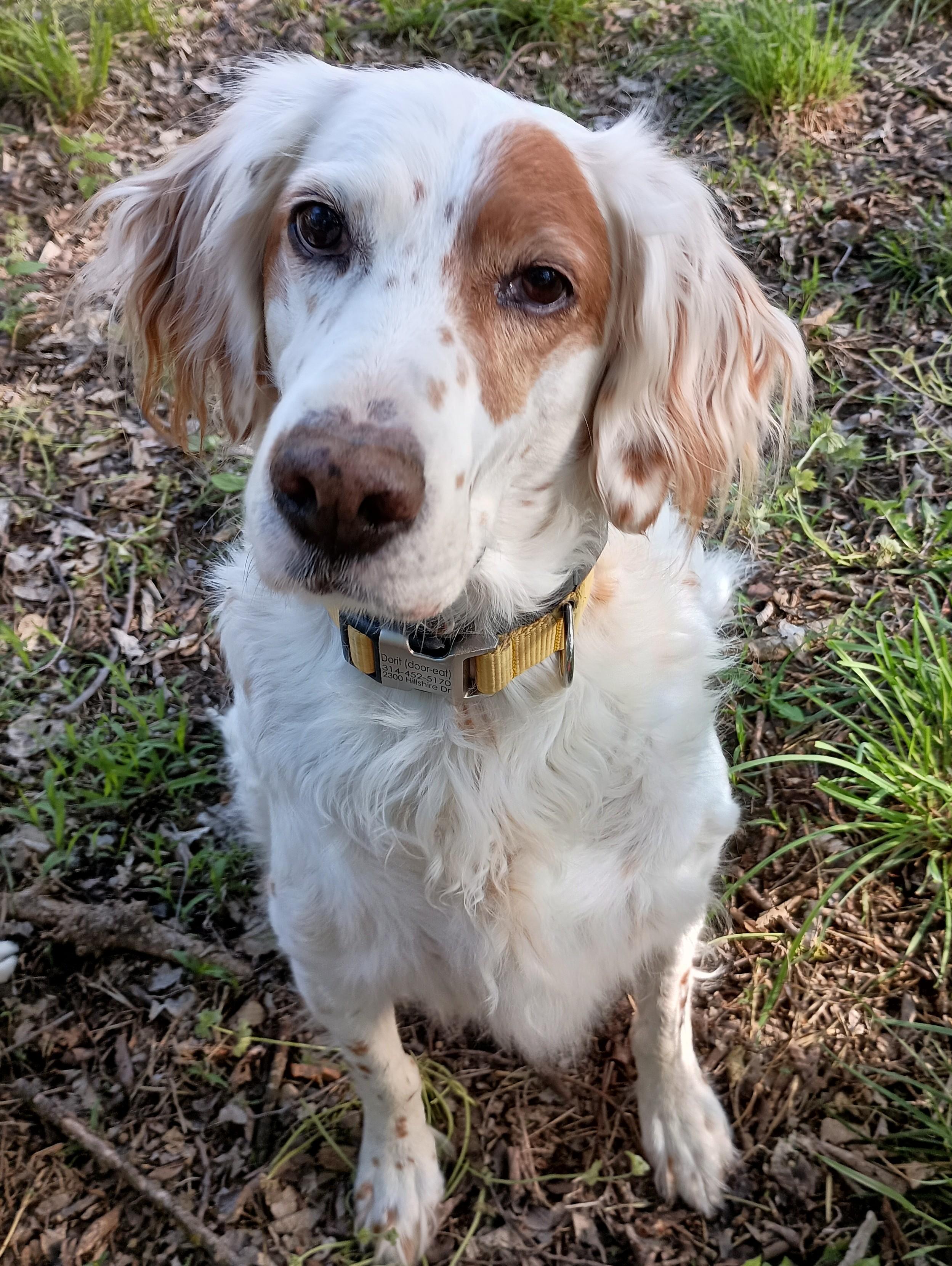 Samara, a Adopted English Setter in Elmdale, KS image 1/4