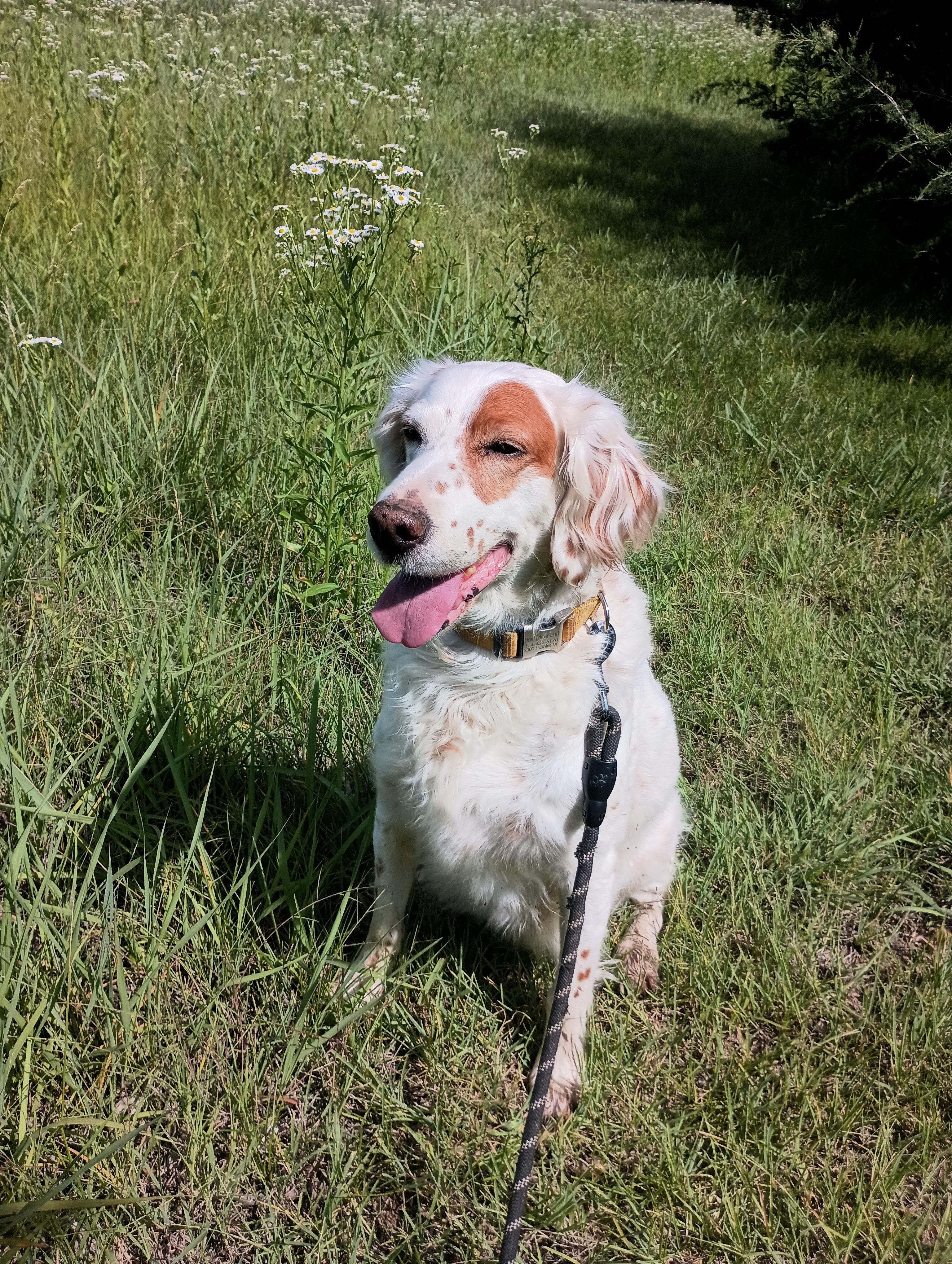Samara, a Adopted English Setter in Elmdale, KS image 2/4