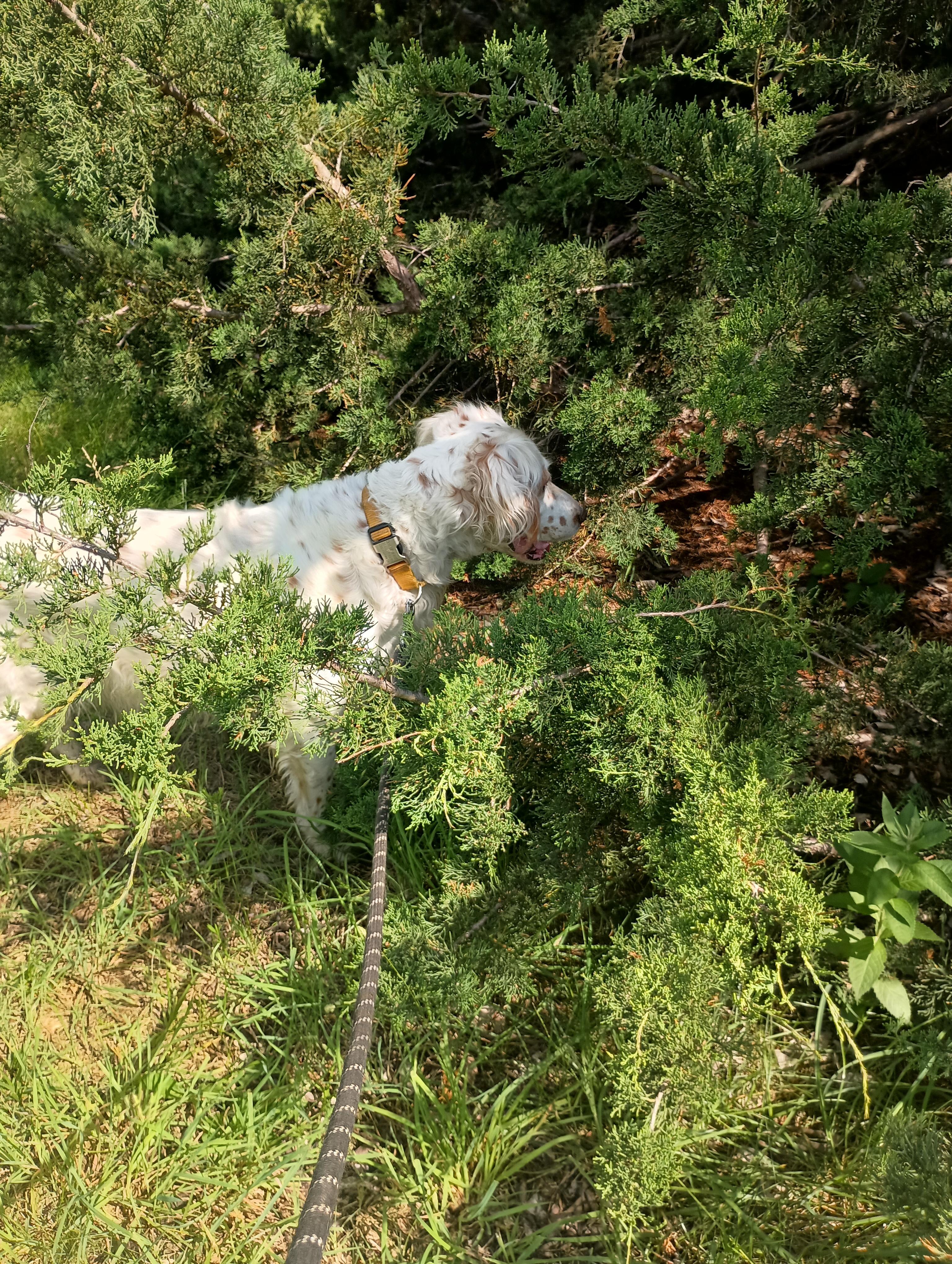 Samara, a Adopted English Setter in Elmdale, KS image 4/4