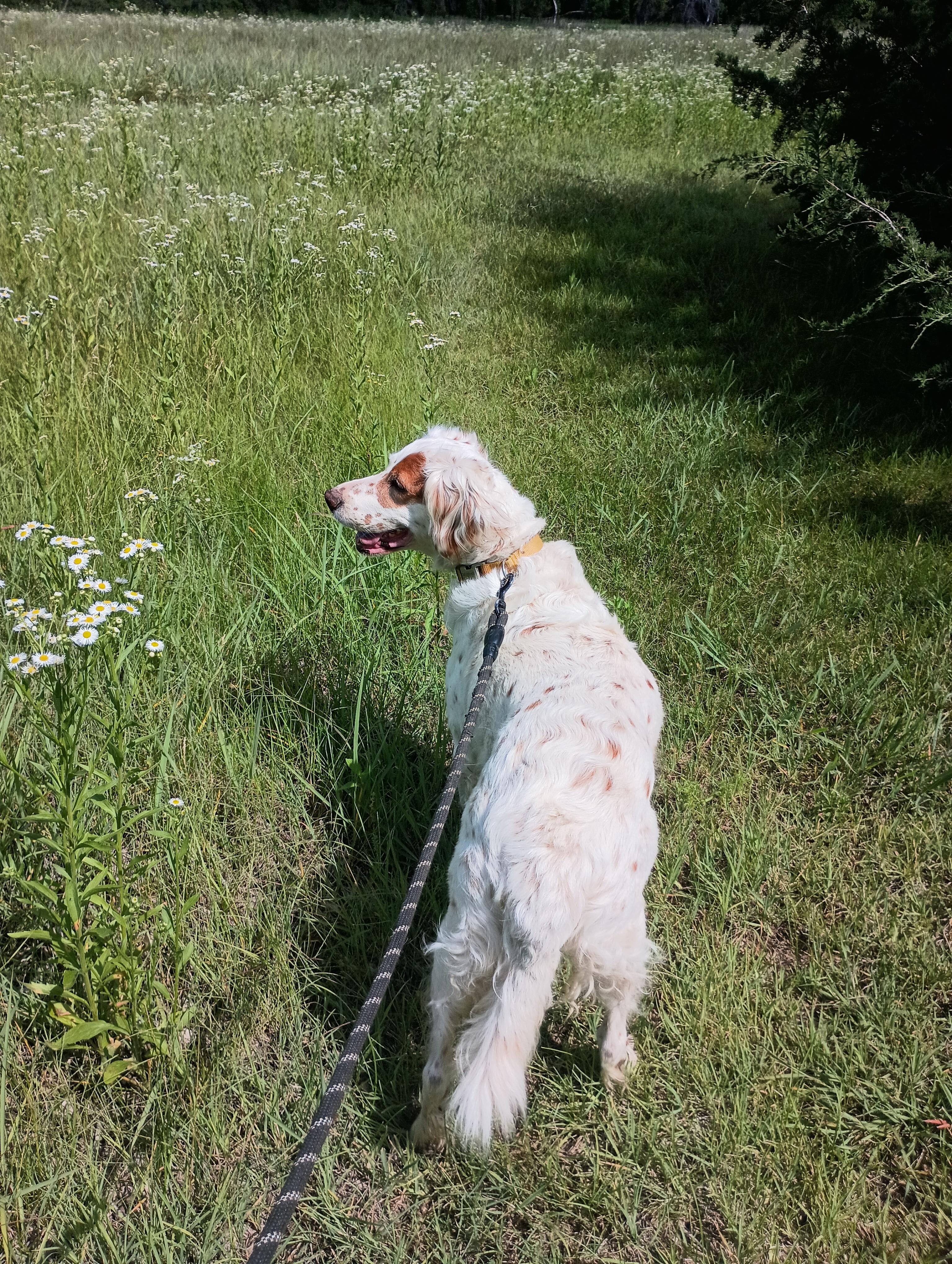 Samara, a Adopted English Setter in Elmdale, KS image 3/4