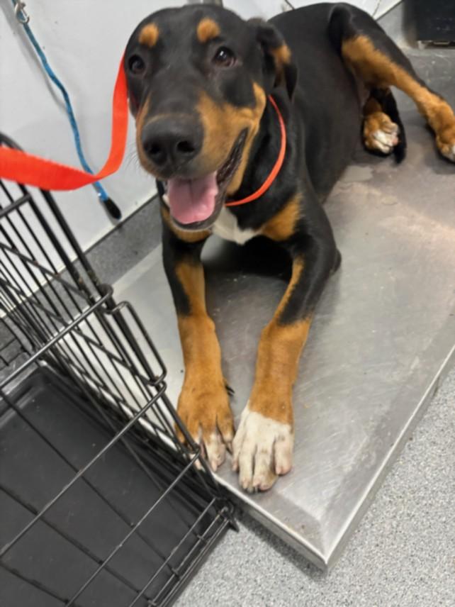 BUBBA, Adoptable, Adult Male Doberman Pinscher.