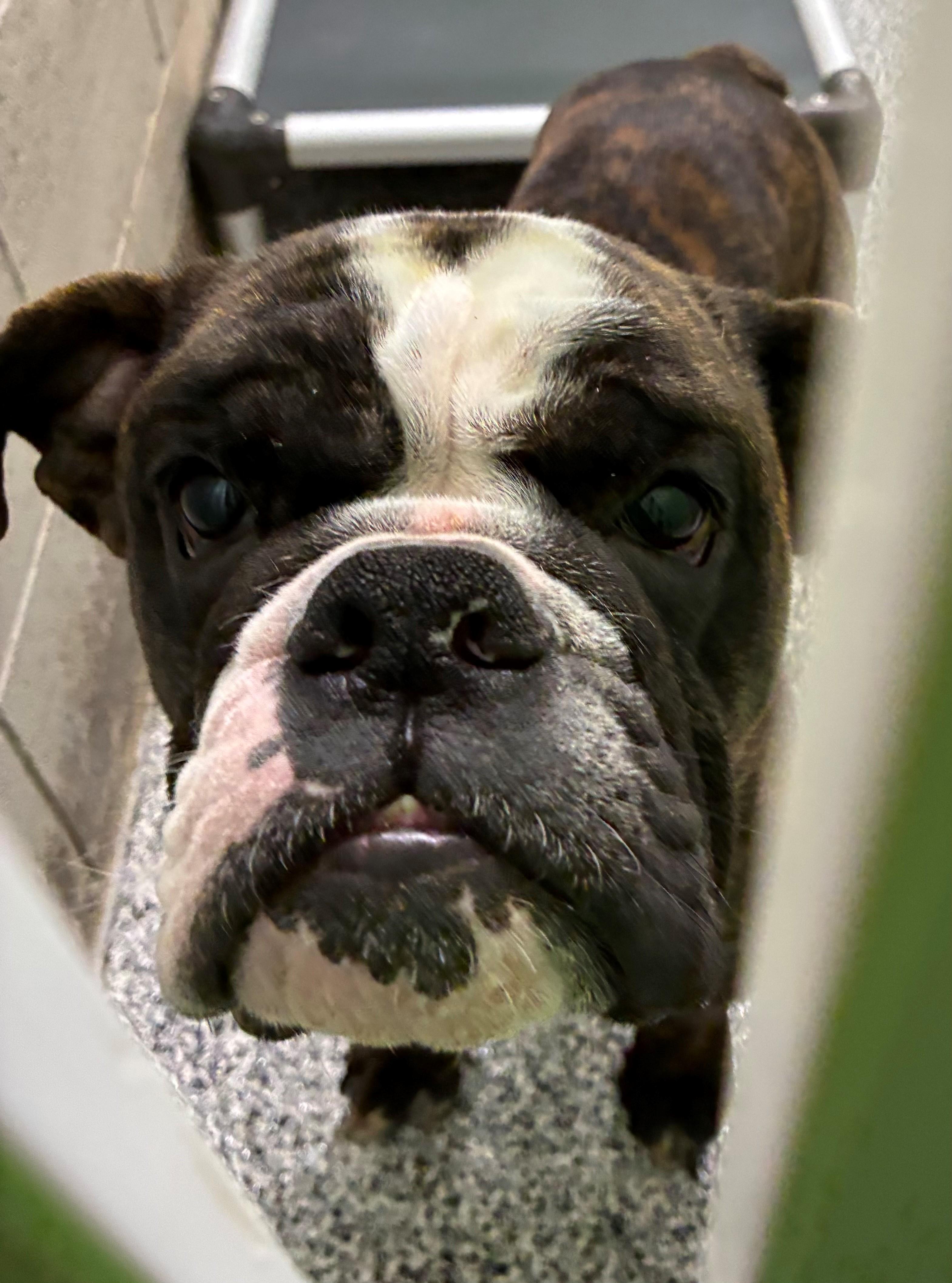 Enlarge Nellie 26-0003/K9, a Adopted mixed breed in Atlantic, IA image 1/6