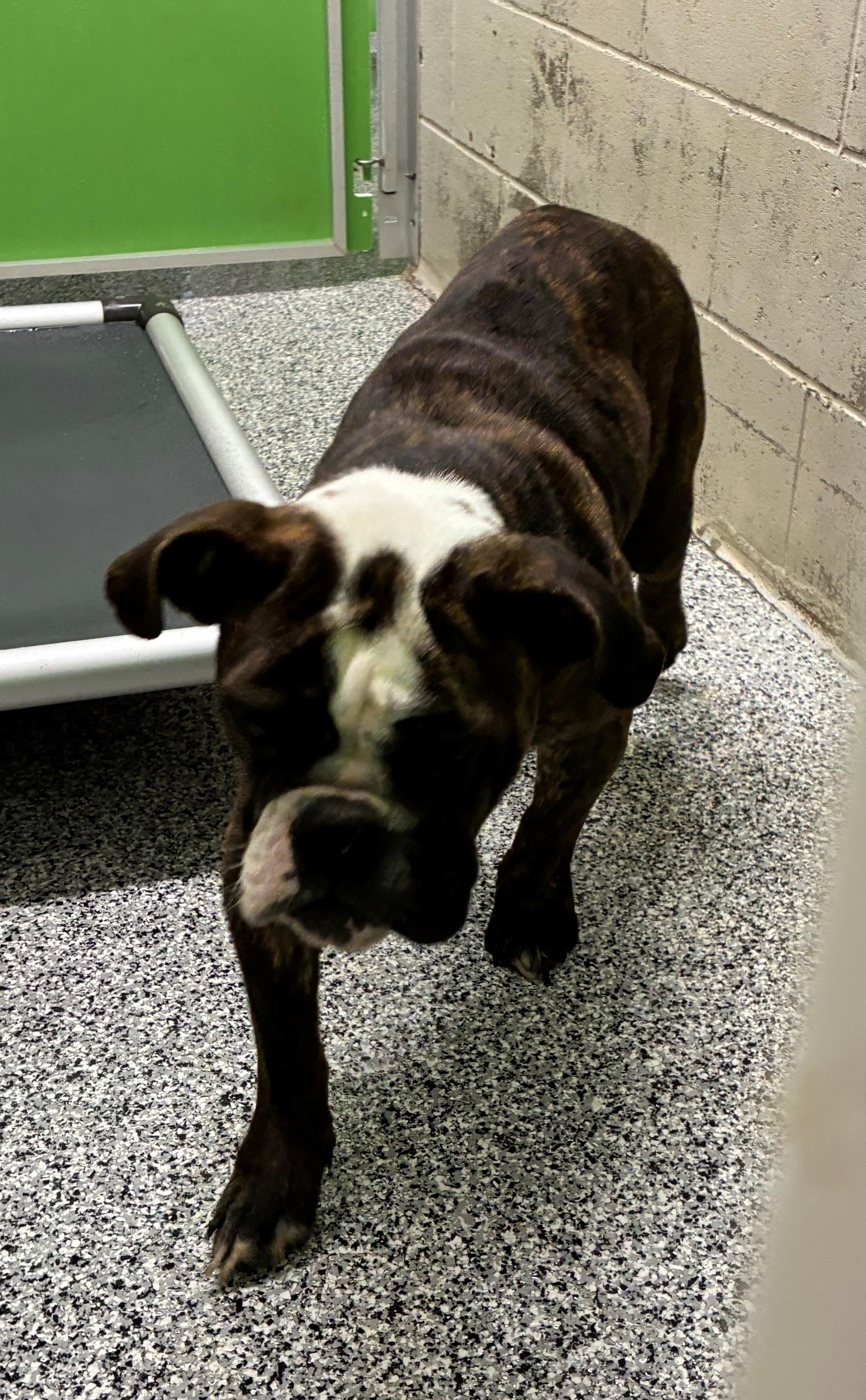 Enlarge Nellie 26-0003/K9, a Adopted mixed breed in Atlantic, IA image 2/6