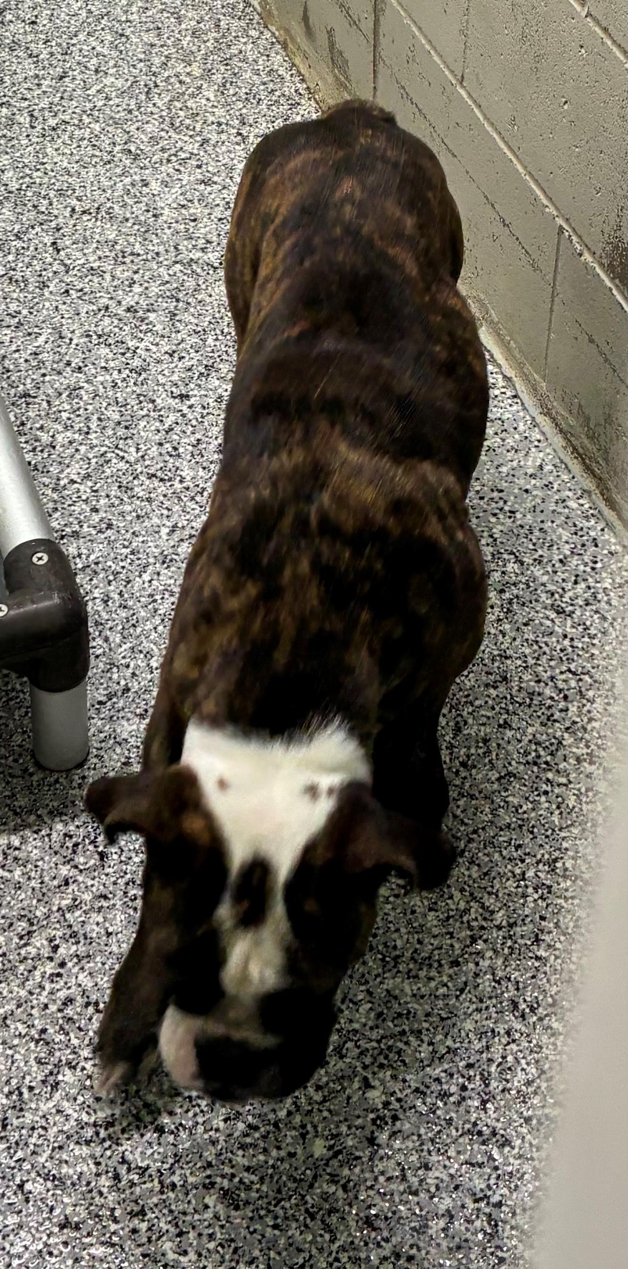 Enlarge Nellie 26-0003/K9, a Adopted mixed breed in Atlantic, IA image 3/6