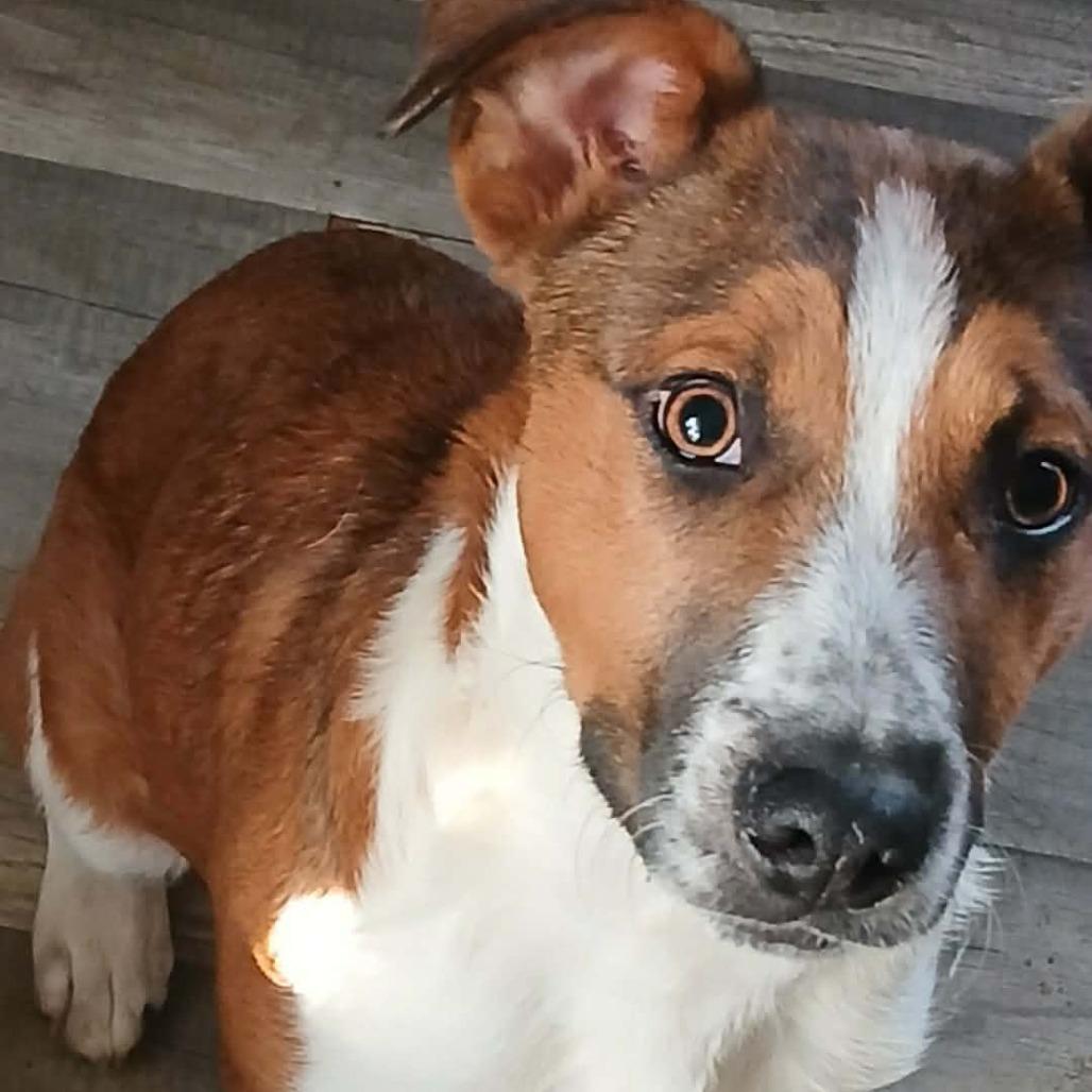 Enlarge Whiskey, a Adoptable mixed breed in Rogersville, MO image 2/6