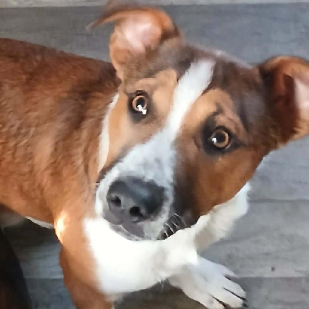 Enlarge Whiskey, a Adoptable mixed breed in Rogersville, MO image 1/6