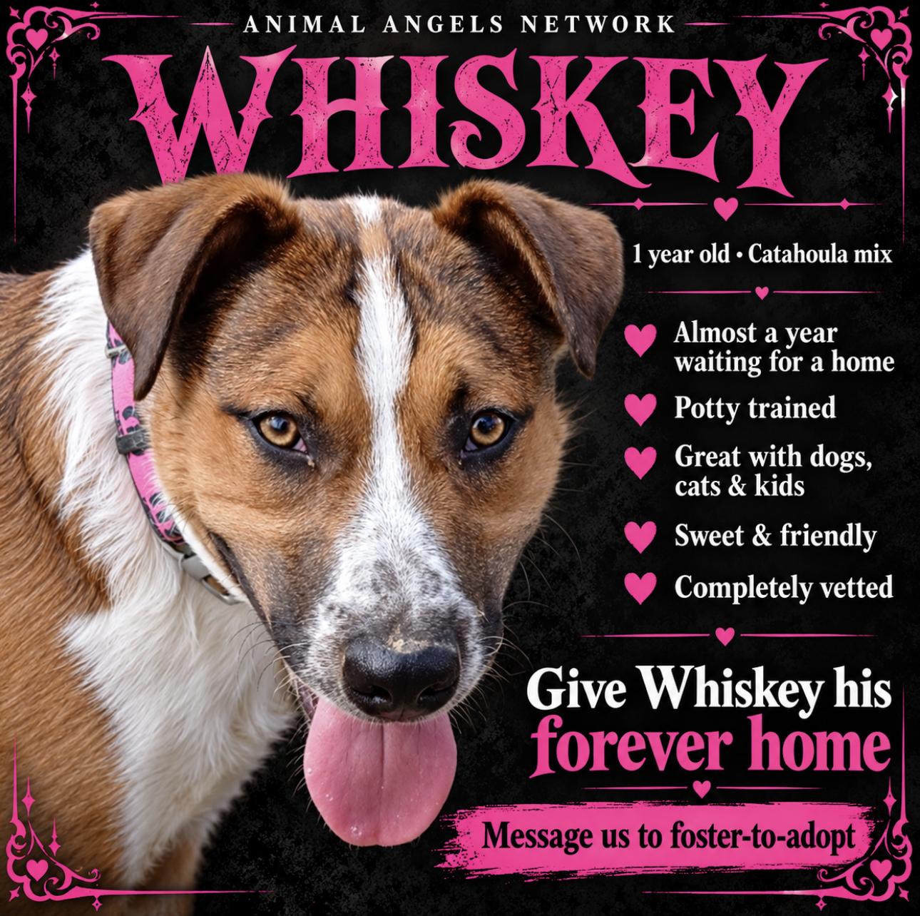 Whiskey photo