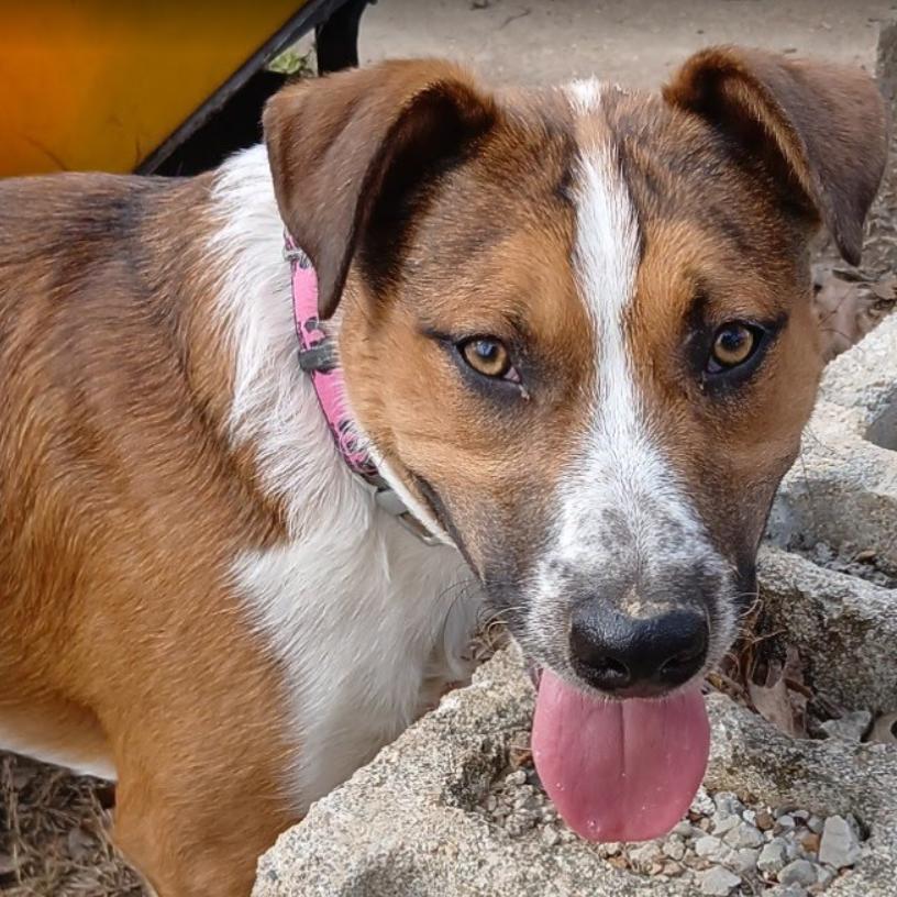 Enlarge Whiskey, a Adoptable mixed breed in Rogersville, MO image 3/6