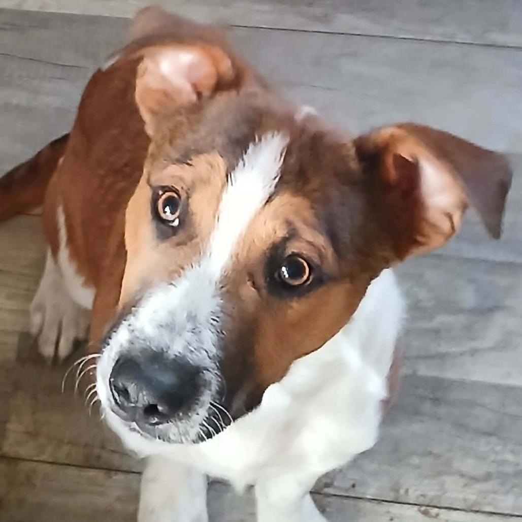 Enlarge Whiskey, a Adoptable mixed breed in Rogersville, MO image 4/6