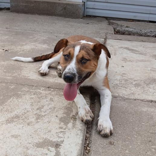 Enlarge Whiskey, a Adoptable mixed breed in Rogersville, MO image 5/6