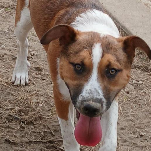 Enlarge Whiskey, a Adoptable mixed breed in Rogersville, MO image 6/6
