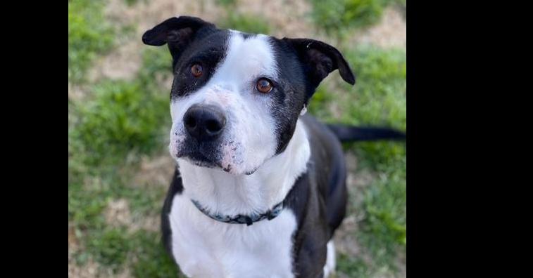 Enlarge Toby (CP), a Adoptable mixed breed in Dallas, TX image 1/5