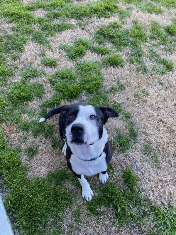 Enlarge Toby (CP), a Adoptable mixed breed in Dallas, TX image 3/5