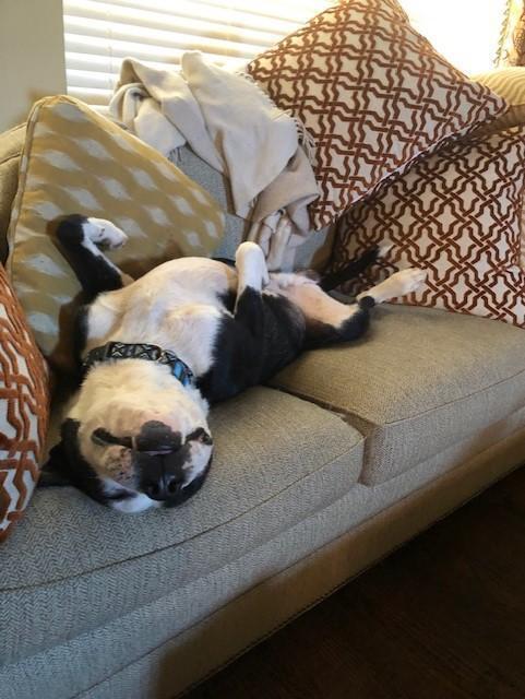 Enlarge Toby (CP), a Adoptable mixed breed in Dallas, TX image 4/5