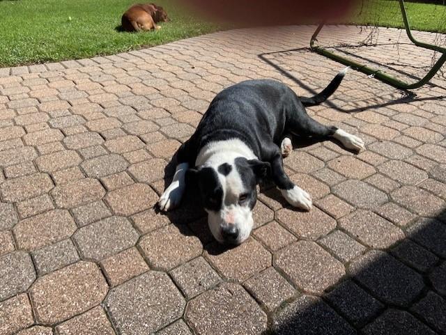 Toby (CP), Adoptable, Adult Male Pit Bull Terrier.