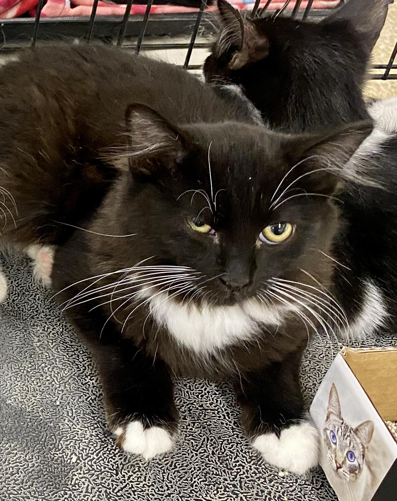 Meeko, a Adoptable mixed breed in Red Bank, NJ image 2/3