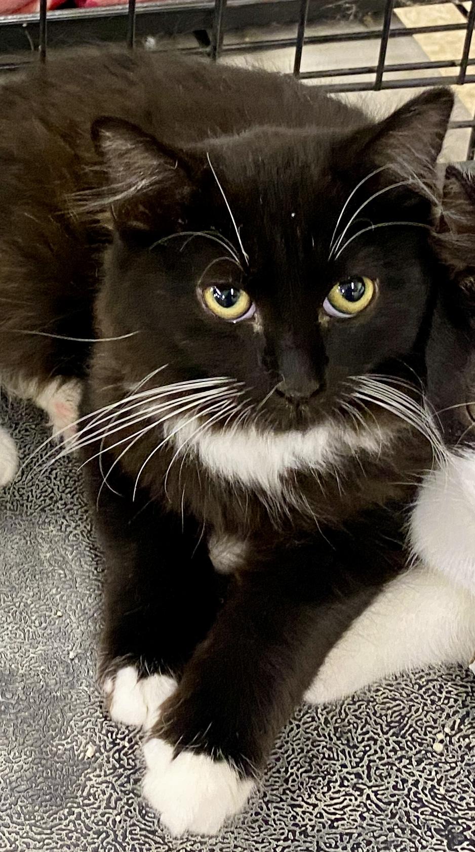 Meeko, Adoptable, Kitten Male Domestic Long Hair & Tuxedo.