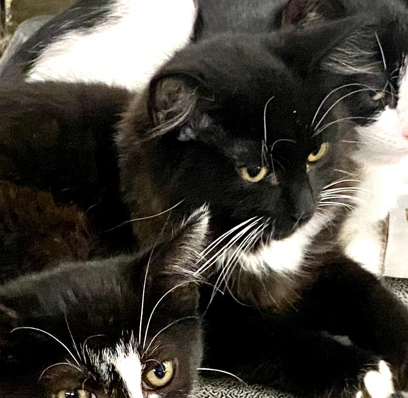 Meeko, a Adoptable mixed breed in Red Bank, NJ image 3/3