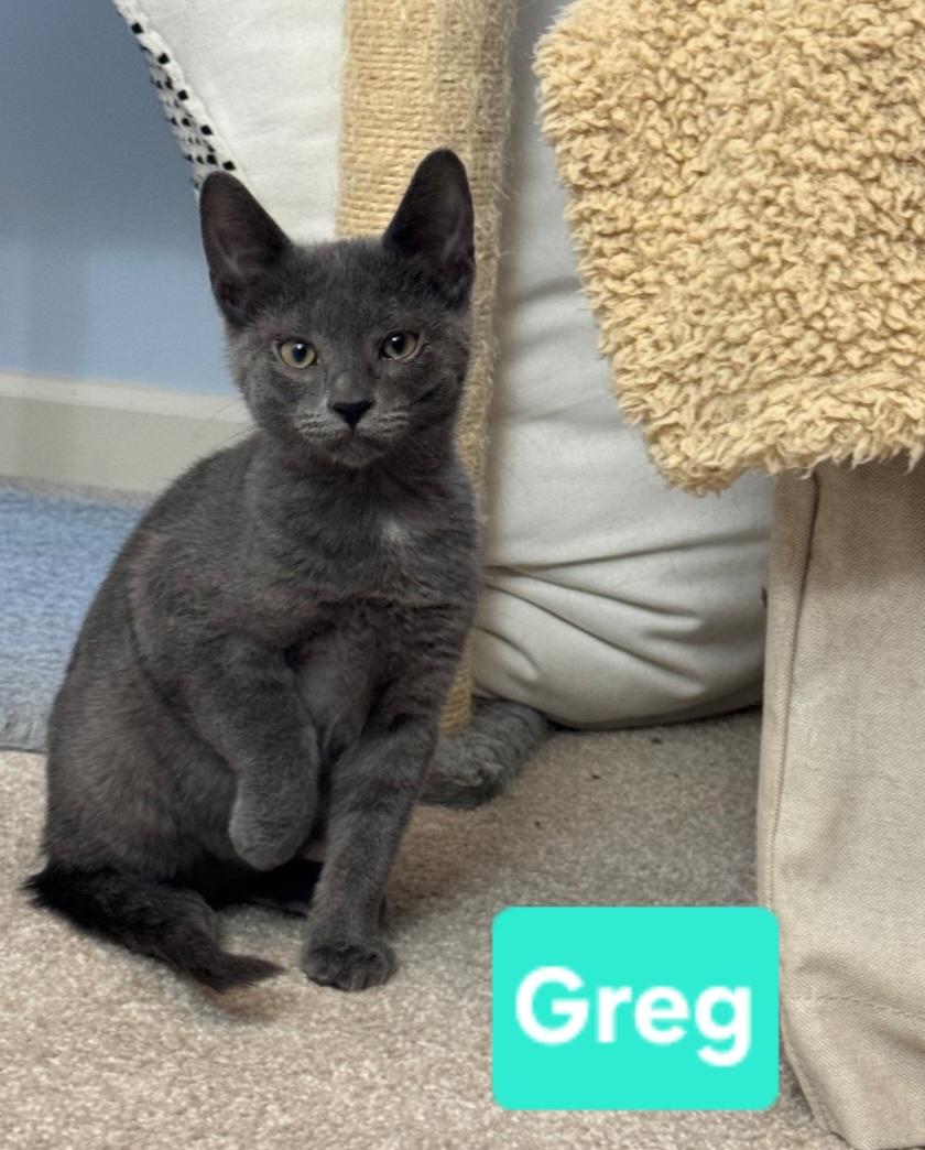 Greg (siblings are Bobby, Peter, Alice, Cindy, Marcia & Jan), Adoptable, Kitten Male Domestic Short Hair.