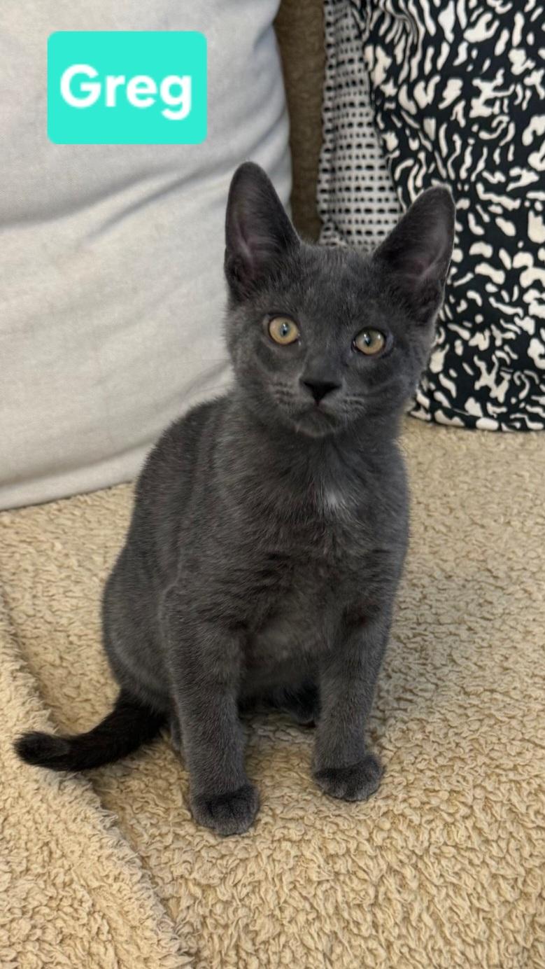 Enlarge Greg (siblings are Bobby, Peter, Alice, Cindy, Marcia & Jan), a Adoptable Domestic Short Hair in Brighton, MI image 3/4