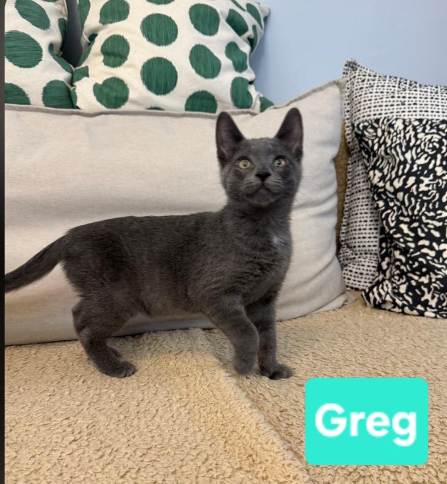 Enlarge Greg (siblings are Bobby, Peter, Alice, Cindy, Marcia & Jan), a Adoptable Domestic Short Hair in Brighton, MI image 4/4