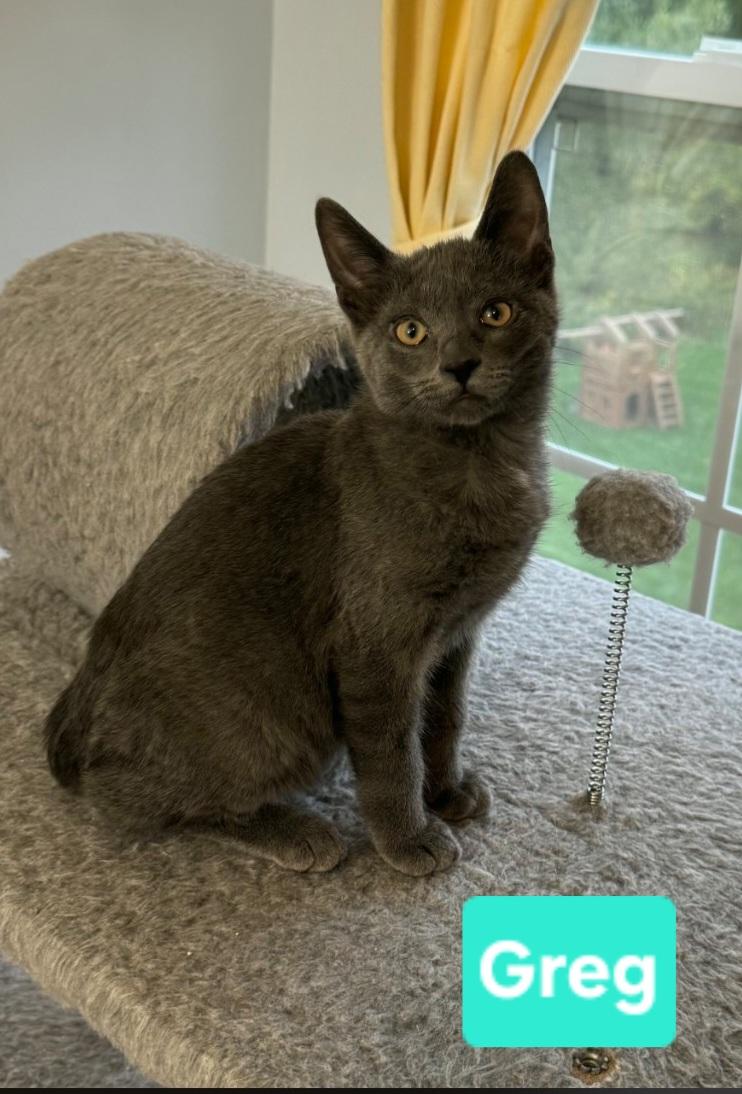 Enlarge Greg (siblings are Bobby, Peter, Alice, Cindy, Marcia & Jan), a Adoptable Domestic Short Hair in Brighton, MI image 2/4