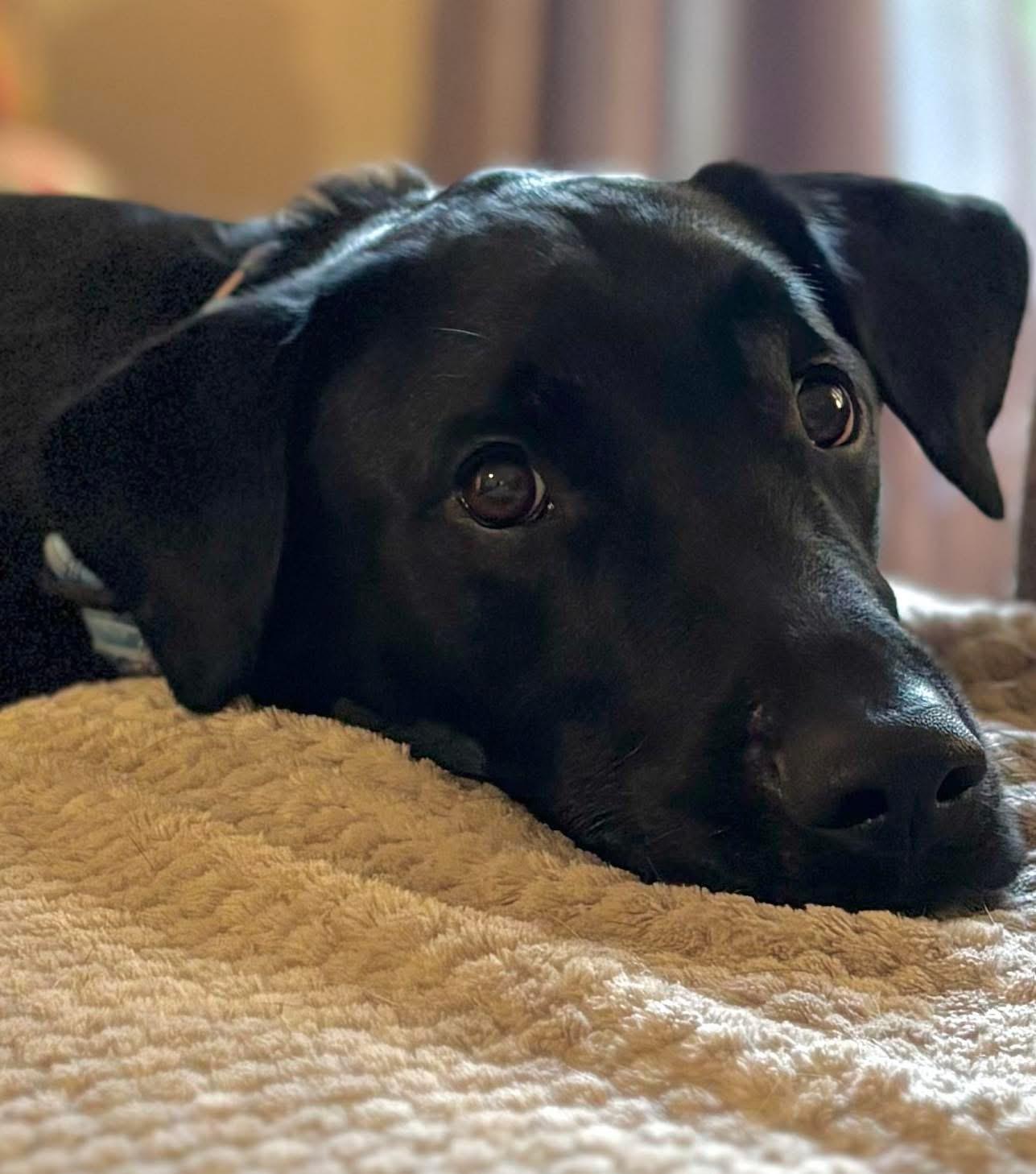Barley