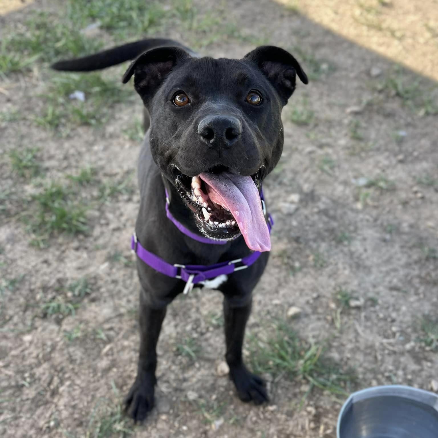 Raven, Adoptable, Young Female Mixed Breed.