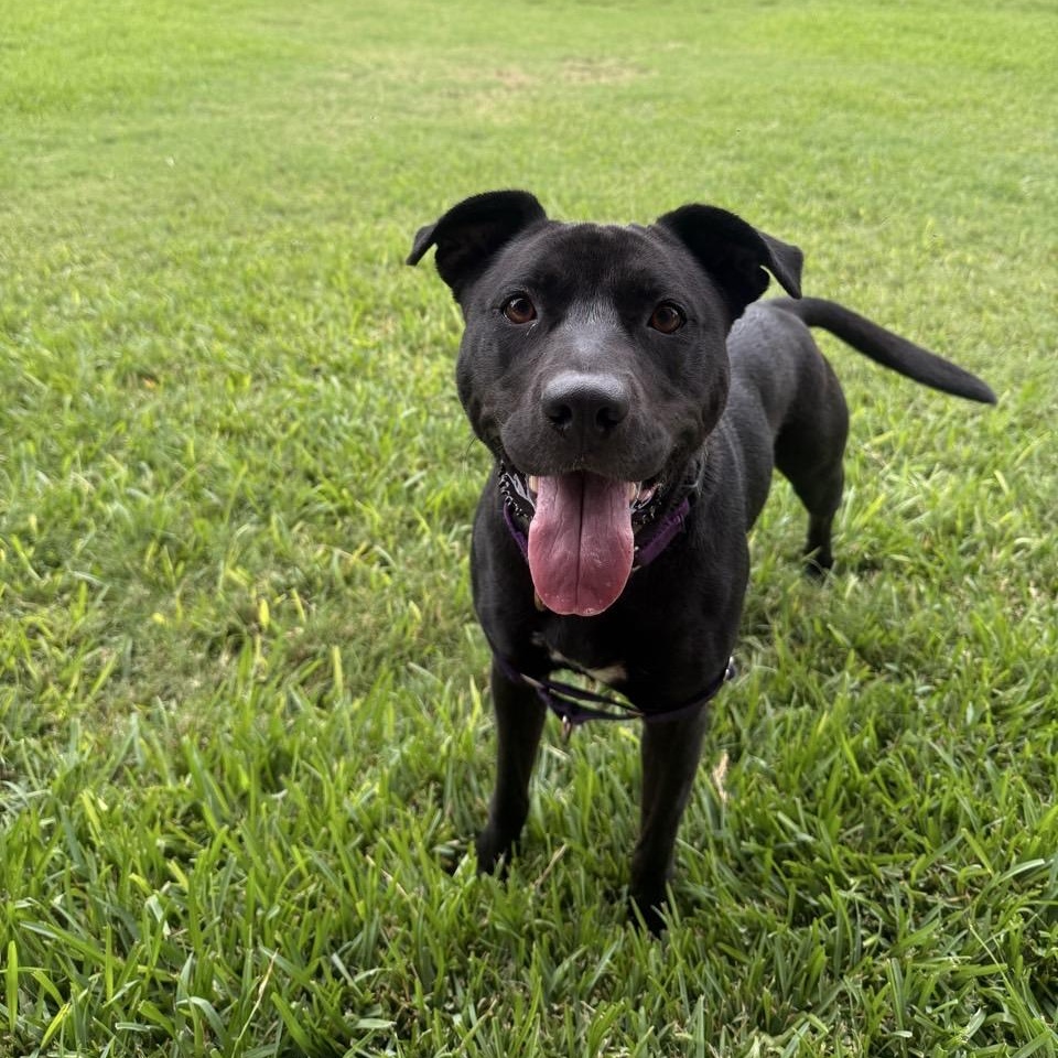 Raven, a Adoptable Mixed Breed in Georgetown, TX image 1/5