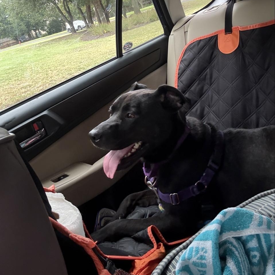 Raven, a Adoptable Mixed Breed in Georgetown, TX image 3/5