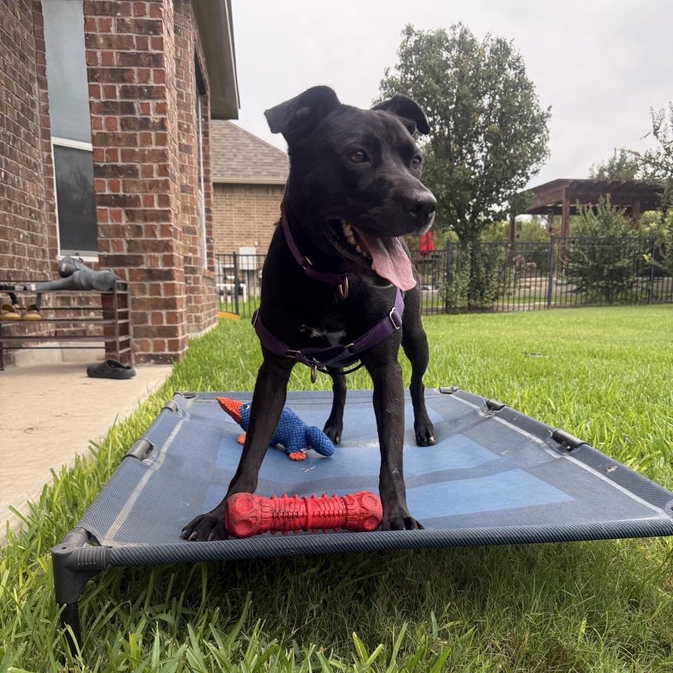 Raven, a Adoptable Mixed Breed in Georgetown, TX image 4/5