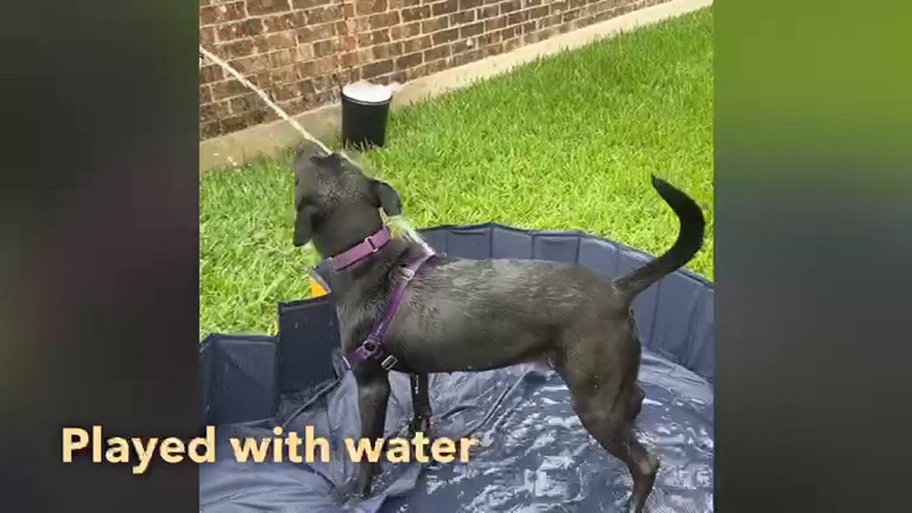 Enlarge Raven, a Adoptable Mixed Breed in Georgetown, TX video 5/5