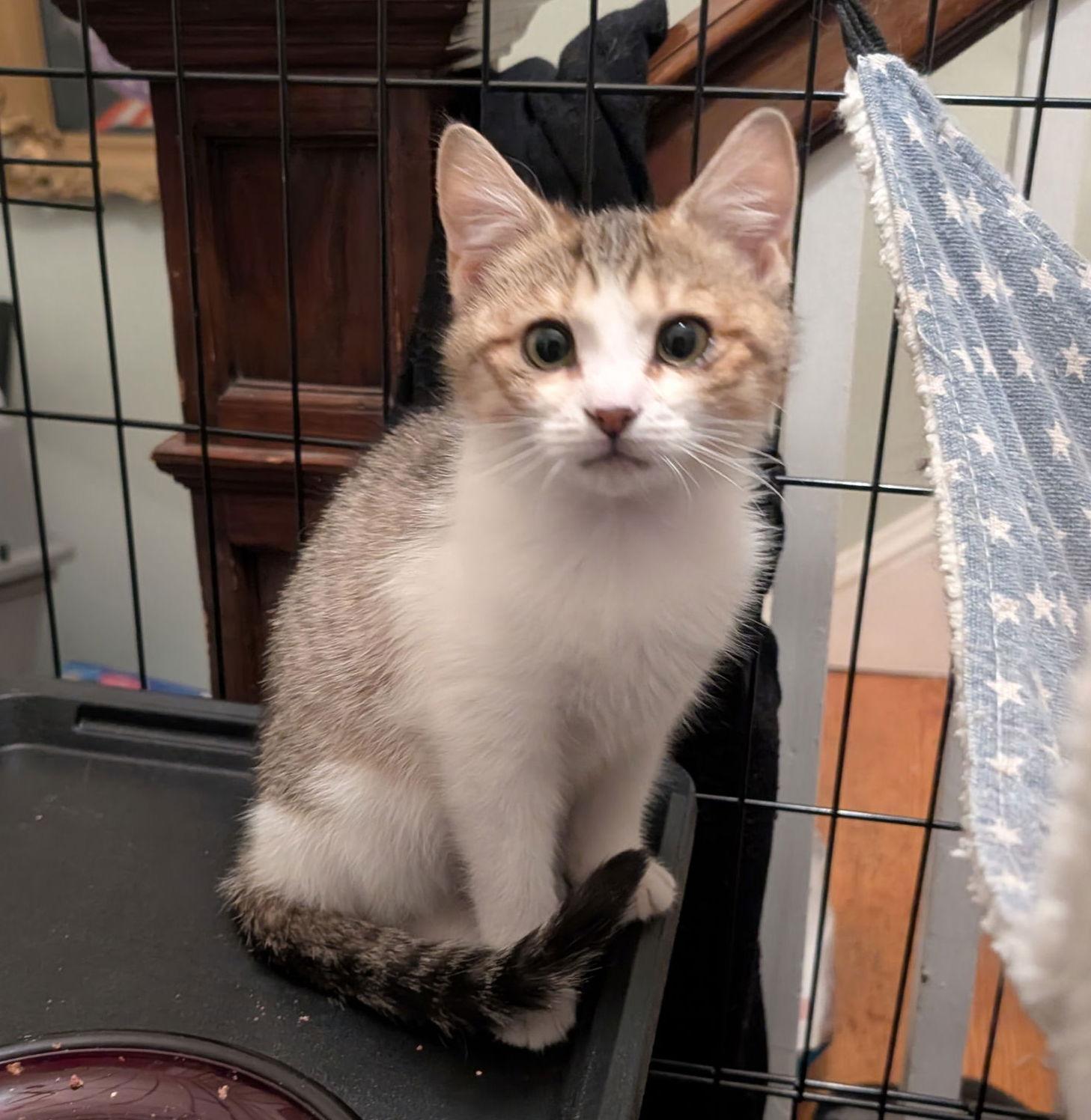 Enlarge Irina, a Adoptable American Shorthair in Pikesville, MD image 1/3