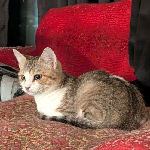 Irina (Sister of Iona), Adoptable, Young Female American Shorthair.