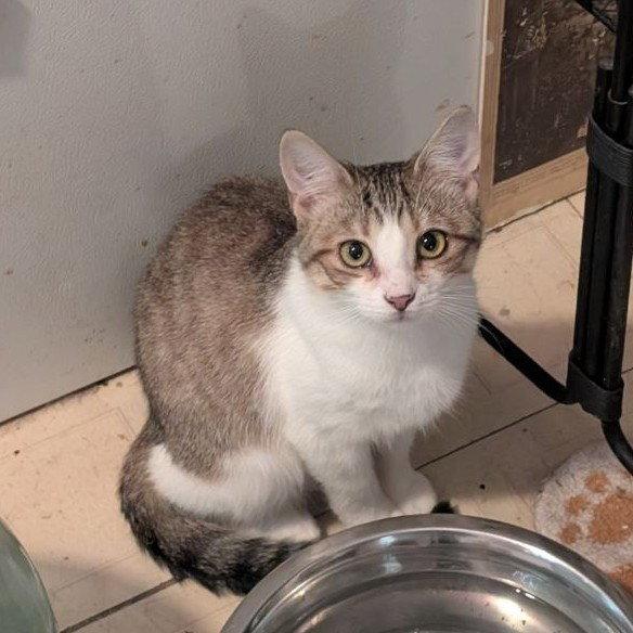 Irina (Sister of Iona), a Adoptable American Shorthair in Pikesville, MD image 2/3