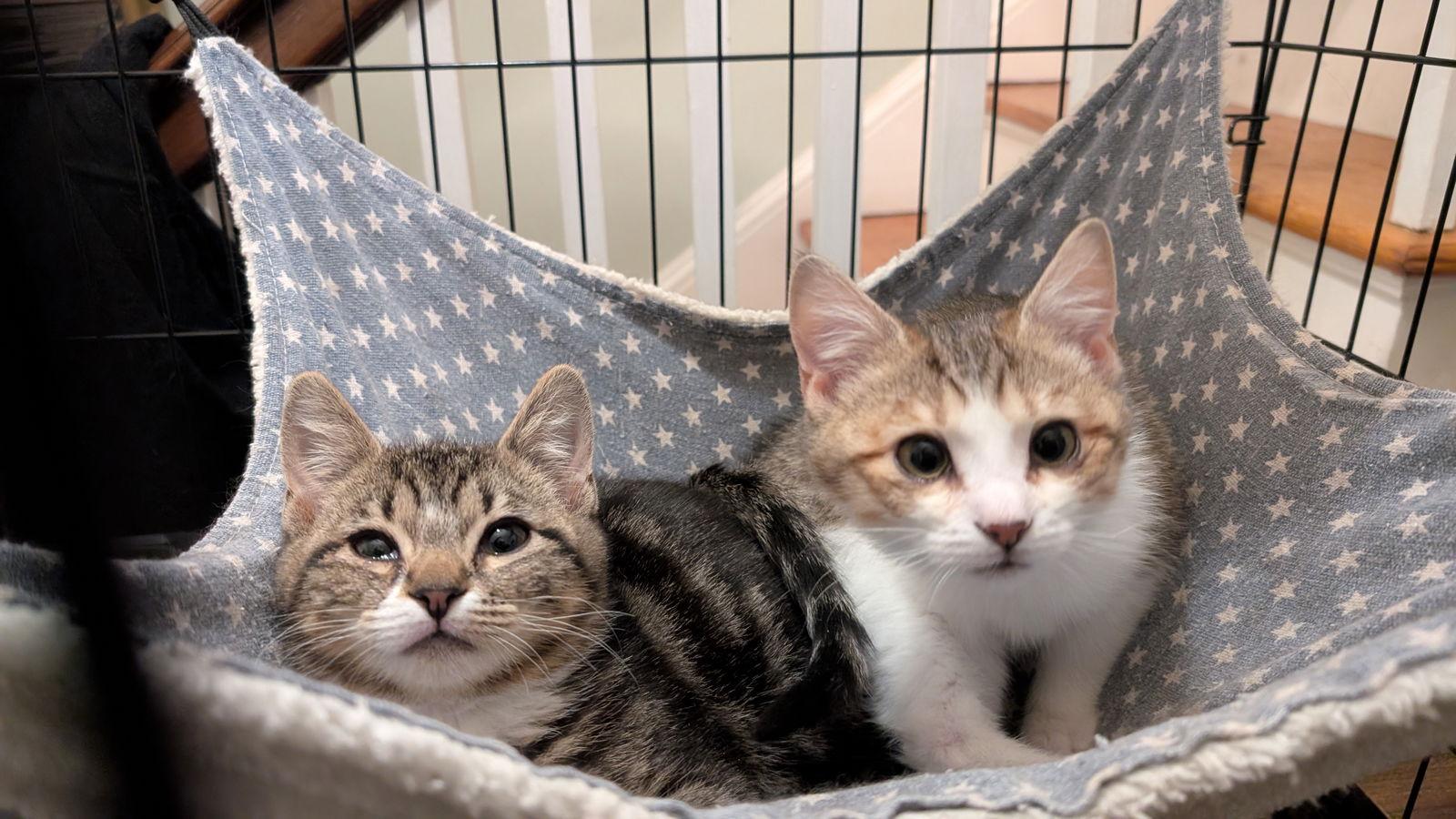 Enlarge Irina, a Adoptable American Shorthair in Pikesville, MD image 2/3