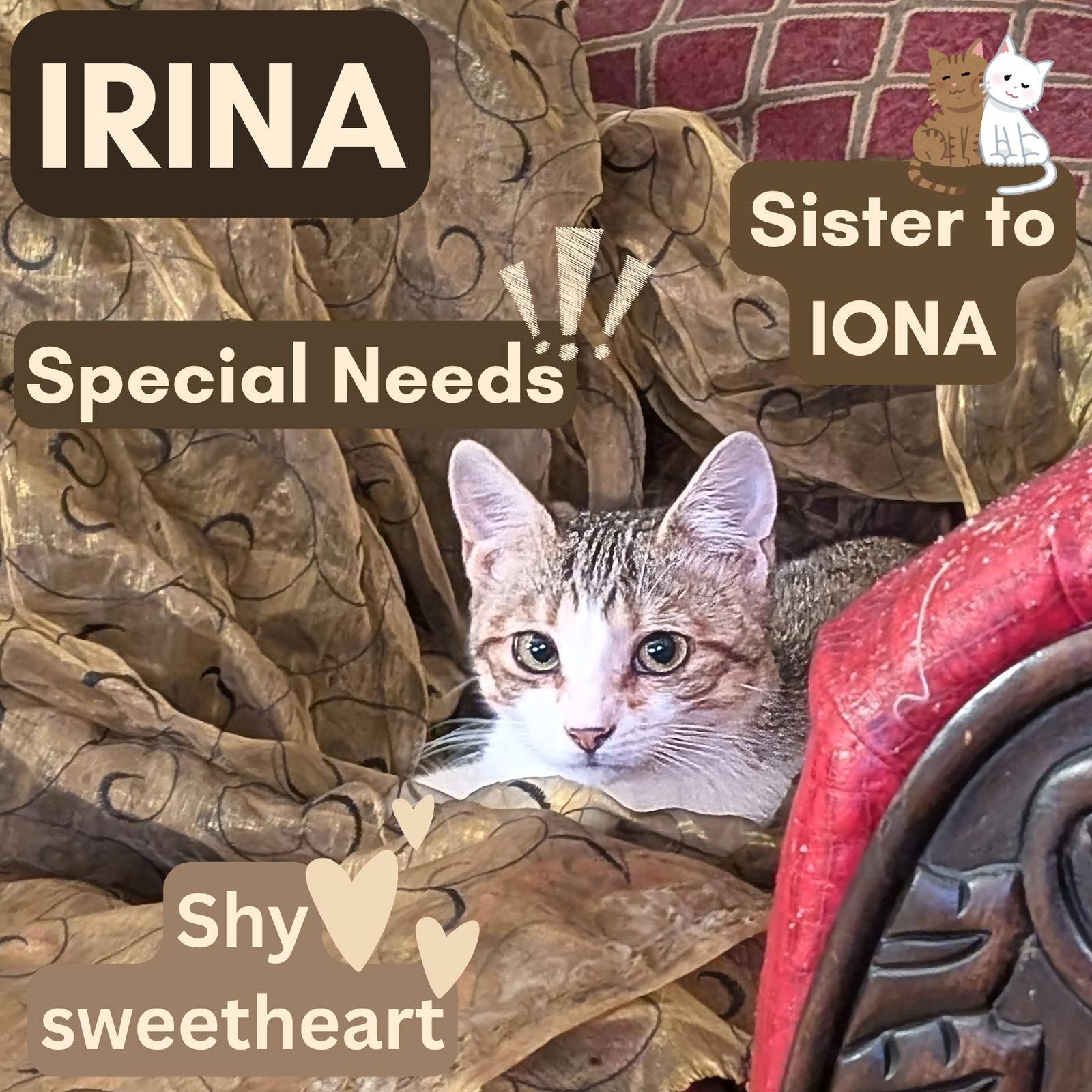 Enlarge Irina (Sister of Iona), a Adoptable American Shorthair in Pikesville, MD image 3/3