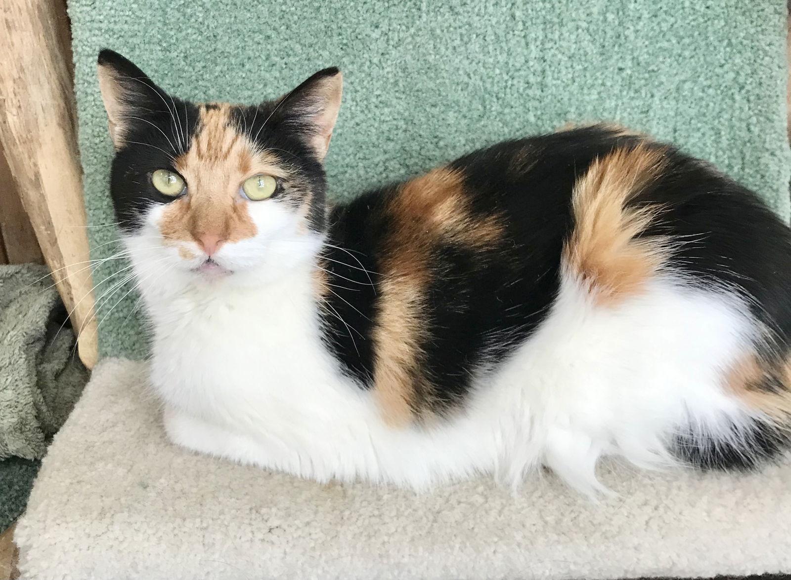 Ginger — thumbnail 2