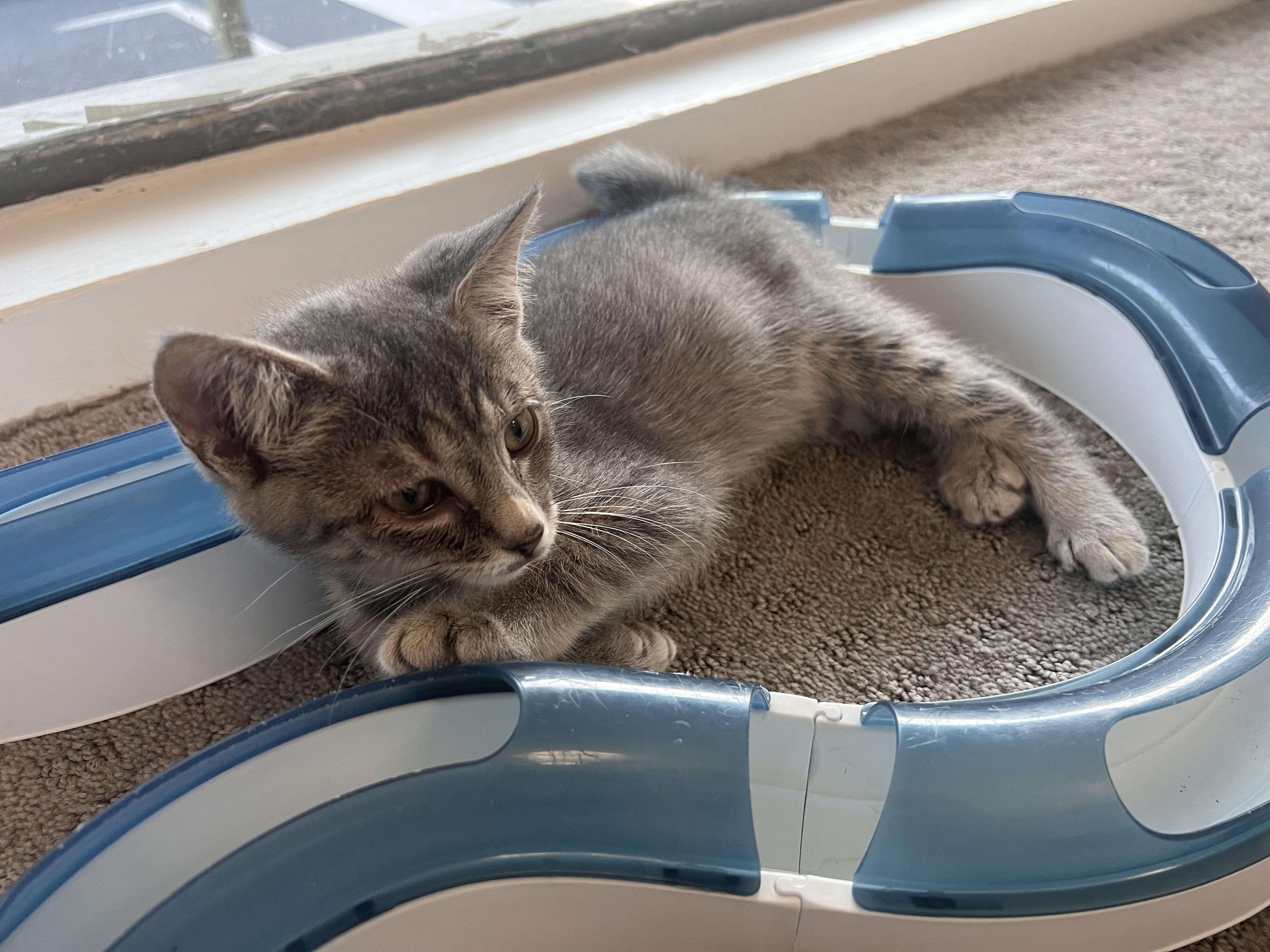 Enlarge Tiffany, an adopted Domestic Short Hair in Thurmont, MD image 2/3