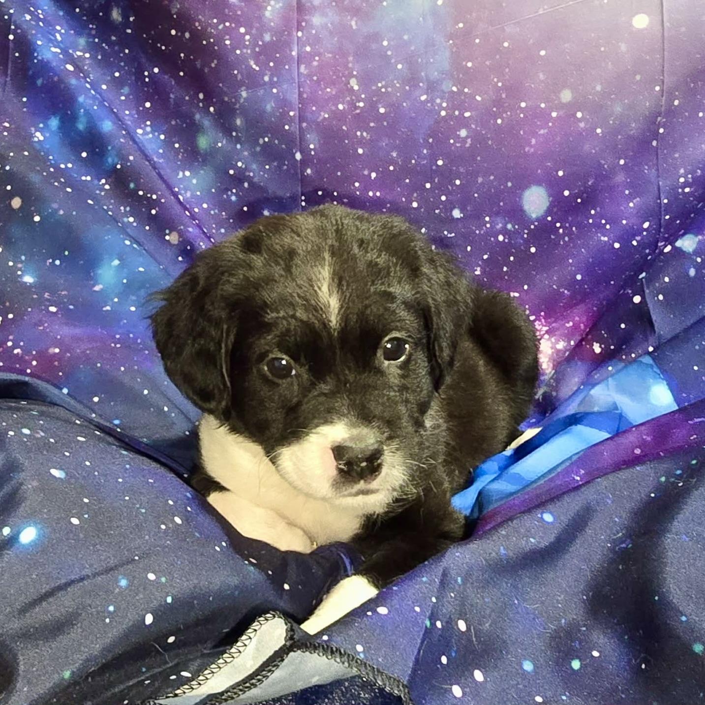 Enlarge venus, a ADOPTABLE mixed breed in Prior Lake, MN image 5/5