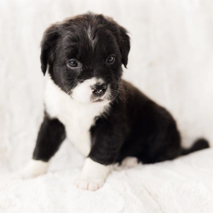 Enlarge venus, a ADOPTABLE mixed breed in Prior Lake, MN image 2/5