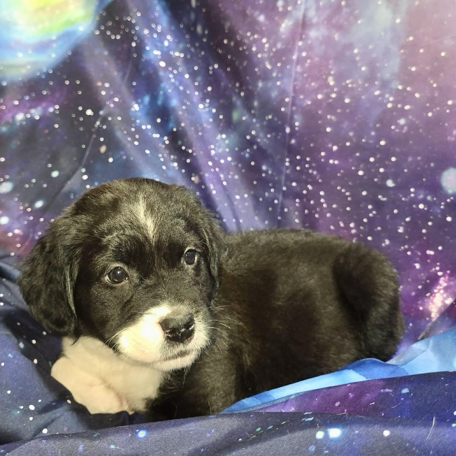 Enlarge venus, a ADOPTABLE mixed breed in Prior Lake, MN image 4/5