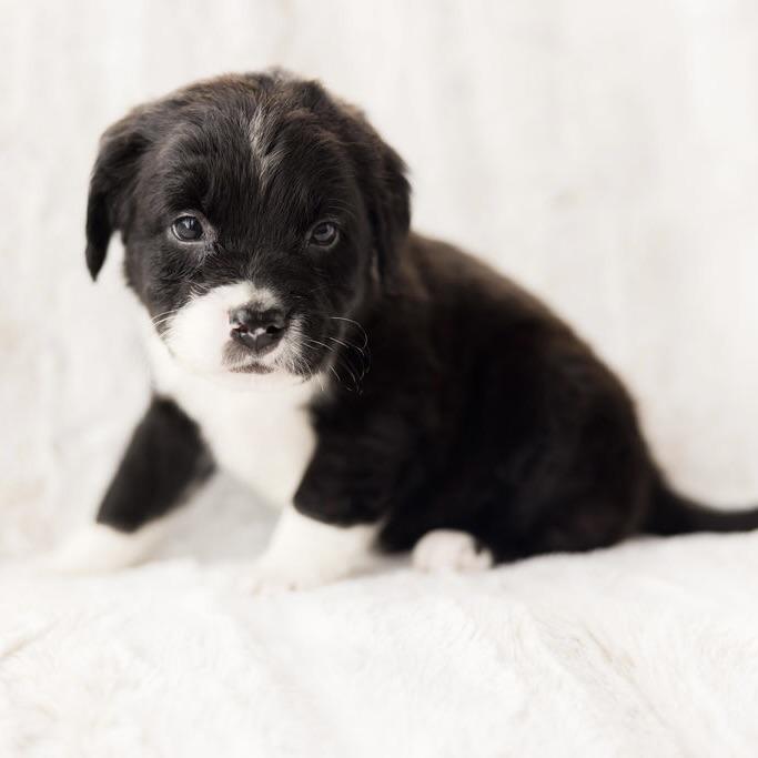 Enlarge venus, a ADOPTABLE mixed breed in Prior Lake, MN image 3/5