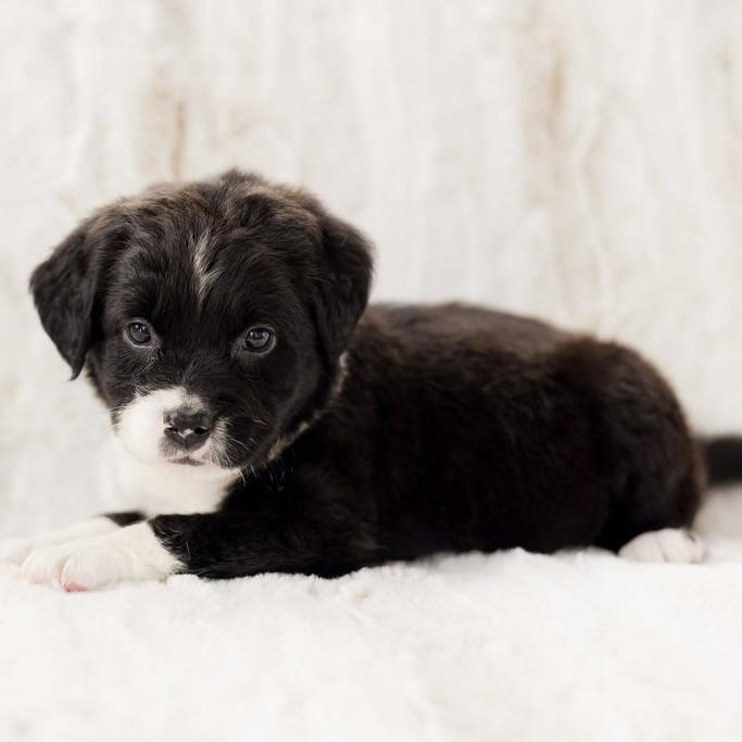 Enlarge venus, a ADOPTABLE mixed breed in Prior Lake, MN image 1/5