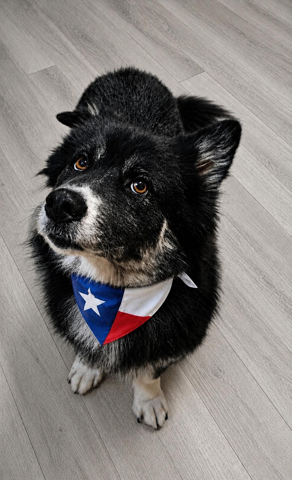 Enlarge KODA, a Adoptable mixed breed in Manchester, CT image 4/6