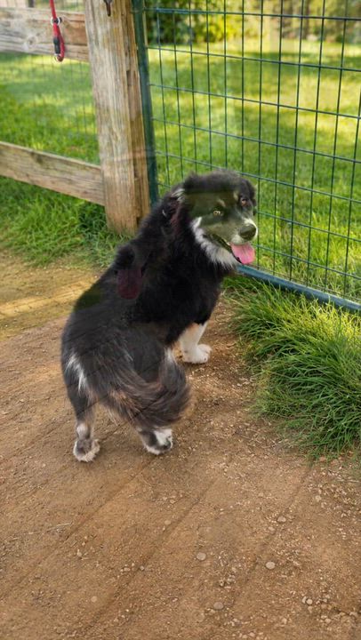 Enlarge KODA, a Adoptable mixed breed in Manchester, CT video 5/6