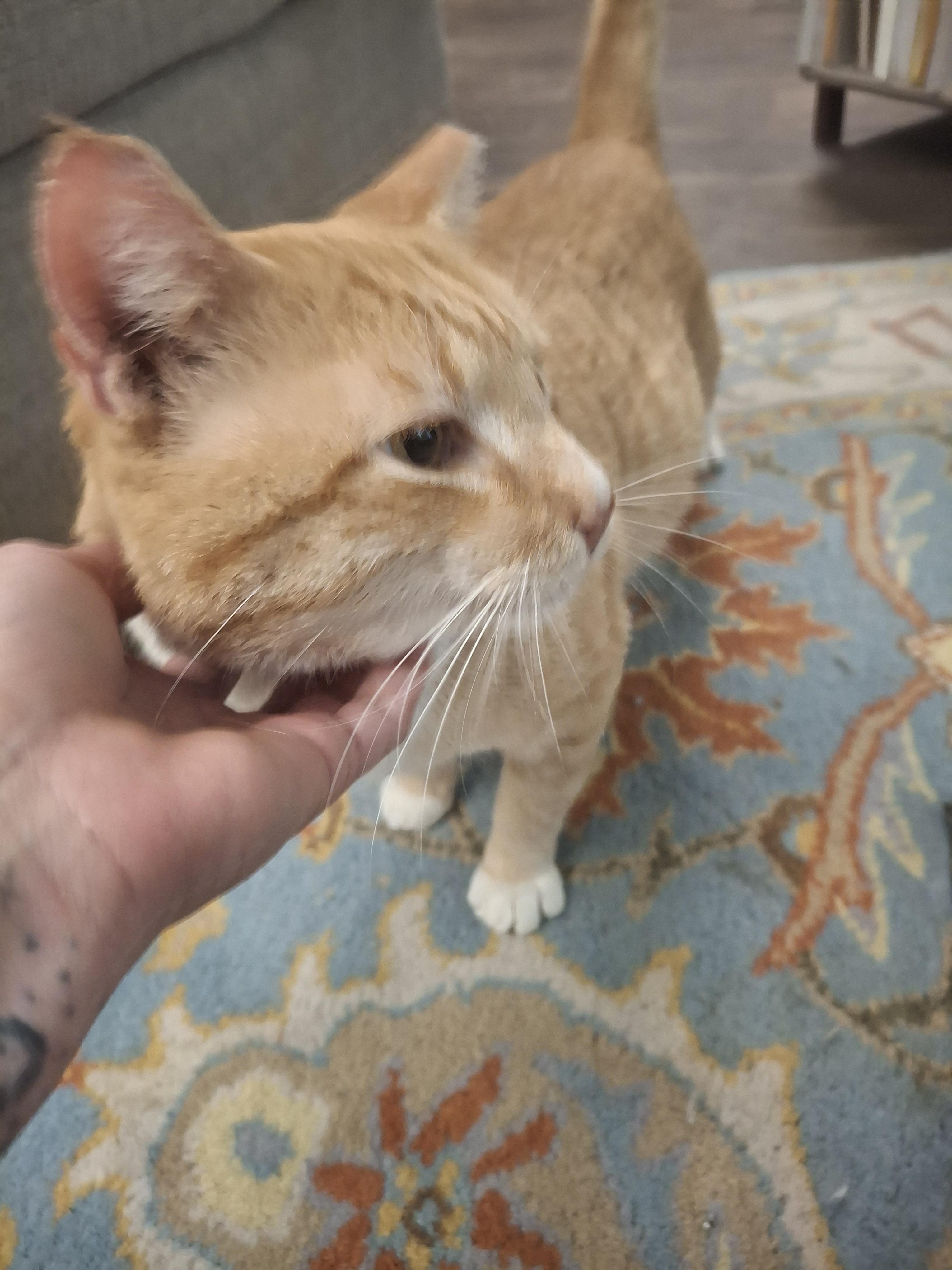 Chinney, a Adoptable Tabby in Lawrenceville, GA image 1/4