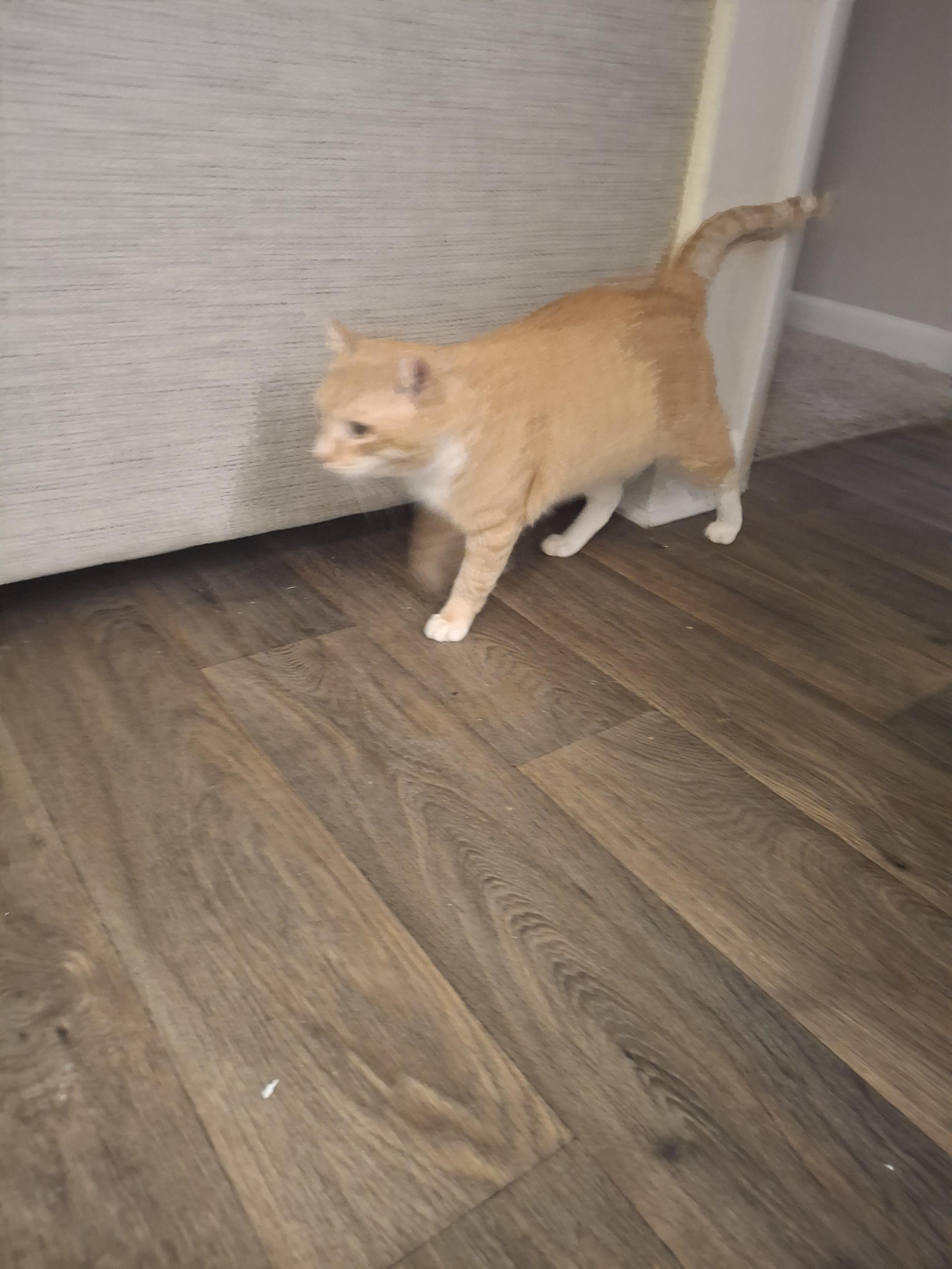 Chinney, a Adoptable Tabby in Lawrenceville, GA image 2/4